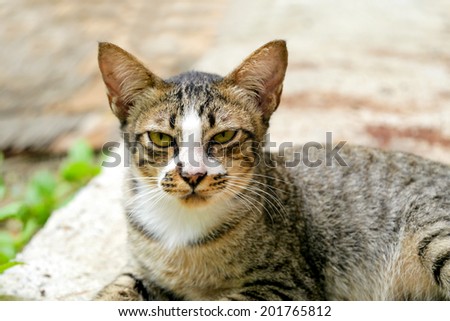 Bengal cat in looking