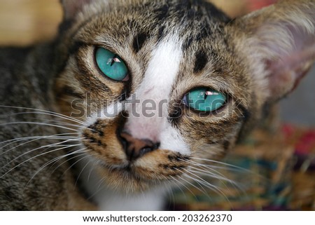 Blue eyes of Bengal cat.