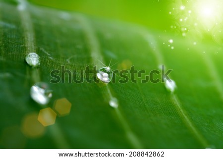 Detail of babana leaf with dew drop.