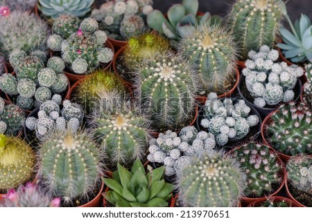 Cactus desert plant.