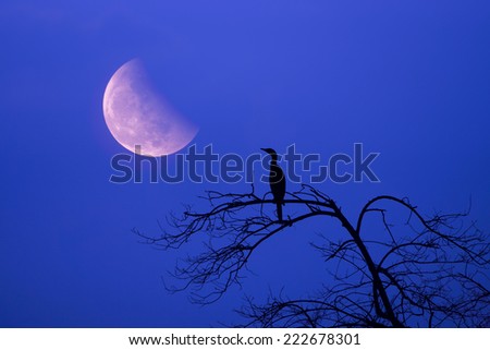 Silhouettes of dead trees and bird with lunar eclipse.