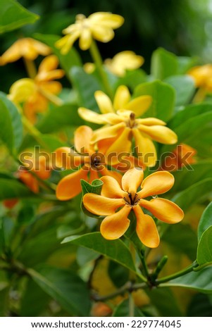 yellow gardenia flower, Gardenia carinata Wallich