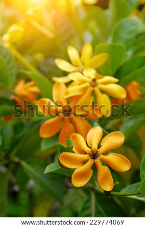 yellow gardenia flower, Gardenia carinata Wallich