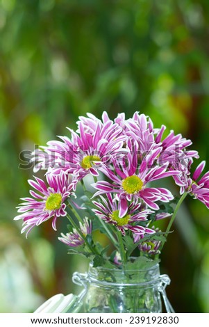 closeup of purple Chrysanthemum flower