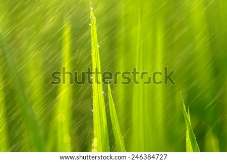 rice plant in rice field  with rain drop