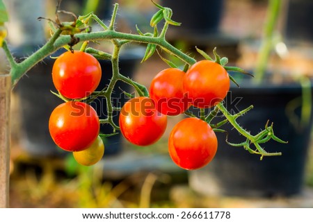 Tomato on Trees