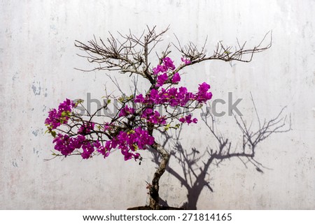Bougainvillea flower and wall.