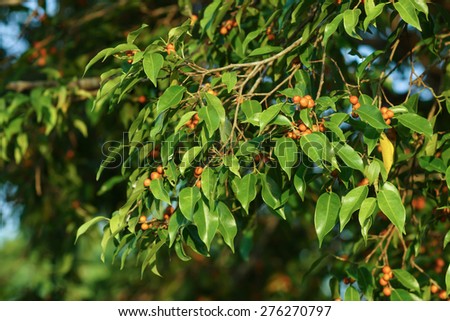 Weeping fig, Ficus benjamina, Banyan tree with fruits on branch.