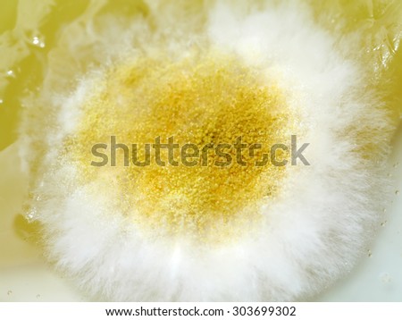 Macro picture of Yellow and white Mold on the food. (Rhizopus stolonifer)