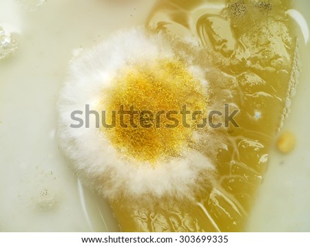 Yellow Mold on the food. (Rhizopus stolonifer)
