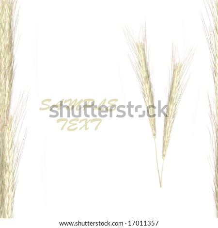 Isolated wheat on white