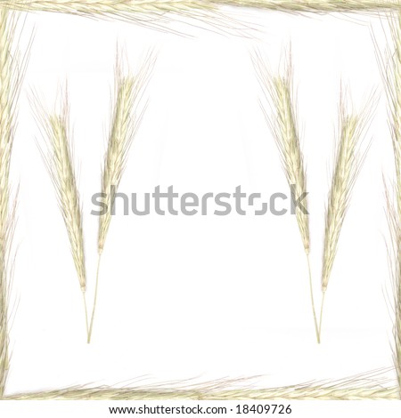 bundle of wheat isolated on white