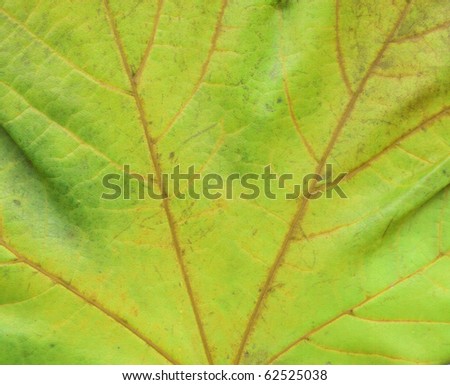 autumn maple leaf isolated on black background