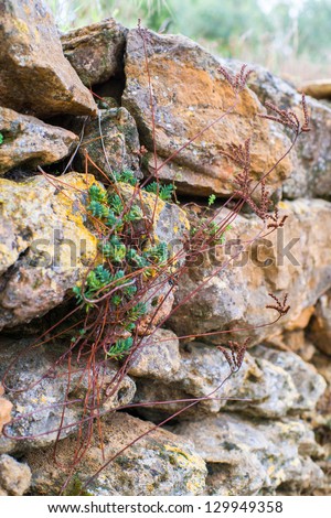 Succulent plant on rocks in the Provence, France