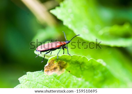 Macro female Cardinal beetle (Pyrochroa coccinea) on leave