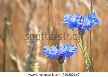 Cornflowers Flowers , also called Bachelor\'s button, Bluebottle, Boutonniere flower, Hurtsickle or Cyani flower on a field in summer.
