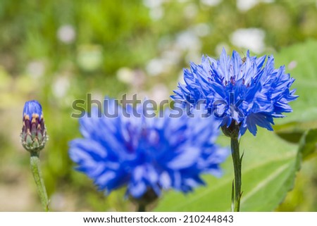 Cornflowers Flowers , also called Bachelor\'s button, Bluebottle, Boutonniere flower, Hurtsickle or Cyani flower on a field in summer.