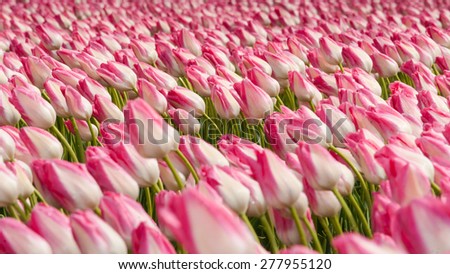 Beautiful bouquet of tulips. colorful tulips. tulips in spring sun. tulip in the field