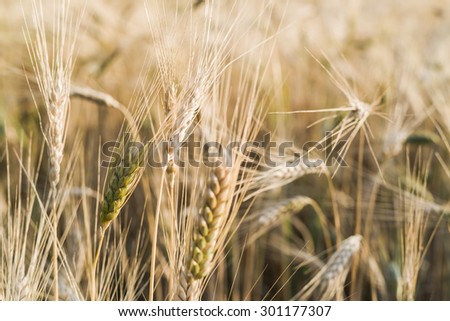 Ripe fields of wheat at the end of summer at Sundown.