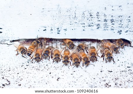 Herd of Bee in front of Their Nest