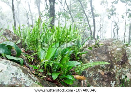 Fern Plant on The Rock in Foggy Forest
