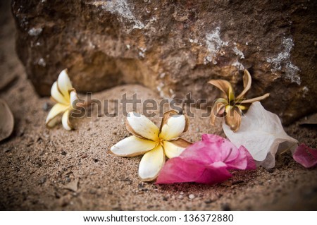 Wilt Plumeria and Bougainvillea Flowers on Sand and Stone Ground
