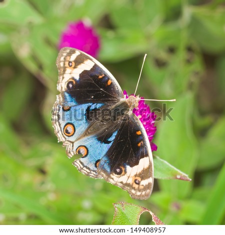 Blue Pansy (Junonia orithya) Butterfly Closed-up