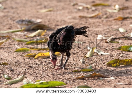 black young chicken finding the food