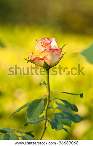a two tone color rose with yellow tone background