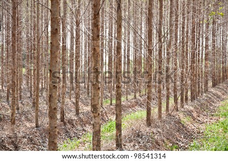 eucalyptus plantation (raw material for pulp and paper industry) in Thailand