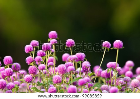 Amaranth Blossoms