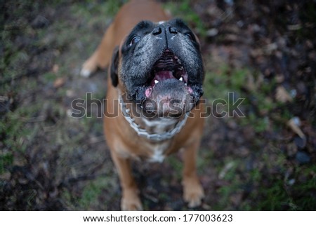 Boxer dog barking