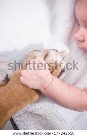 Baby hand and dog paw