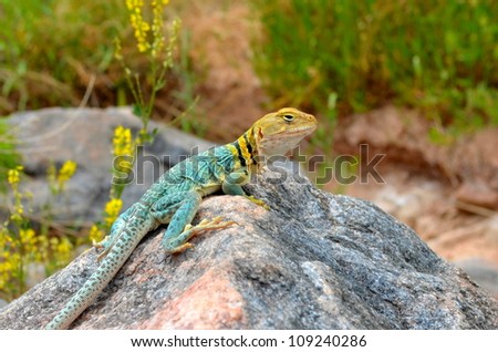 Male Collared Lizard on Boulder