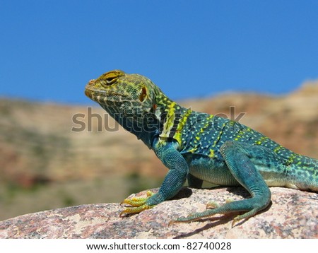 Male Collared Lizard