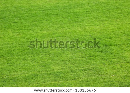 natural green, cut grass as background