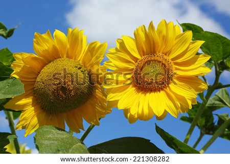 decorative sunflower on blue sky background