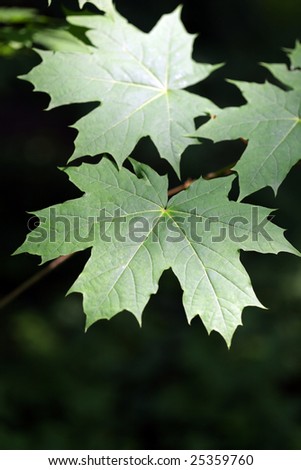 The green leaves of a maple shined with a sunlight