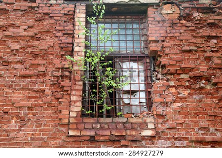 Abandoned building from red brick: on window with bars grow birch