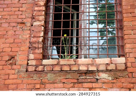 Abandoned building from red brick: on window with bars grow dandelion