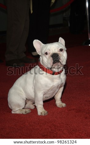 LINUS THE DOG at the Hollywood premiere of his new movie Bringing Down The House. 02MAR2003.   Paul Smith / Featureflash