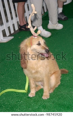MAX, dog star of The Grinch Who Stole Christmas, at the Los Angeles premiere of Cats & Dogs. 23JUN2001.  Paul Smith/Featureflash