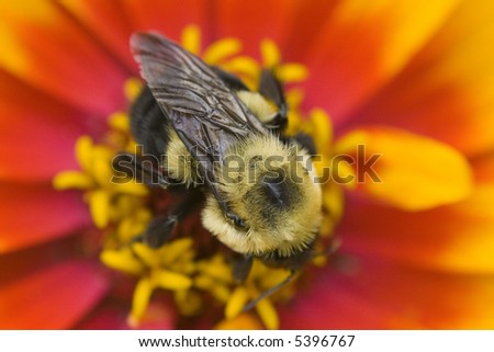 Bee extracting nectar from a flower