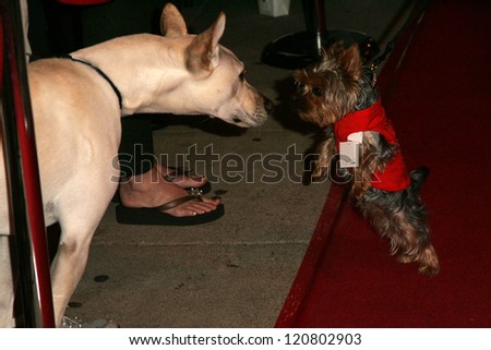 Phoebe Price\'s dog Henry and friend at the first annual Beverly Hills Mutt Club Fashion and Halloween Show, Beverly Hills Mutt Club, Beverly Hills, CA 10-22-06