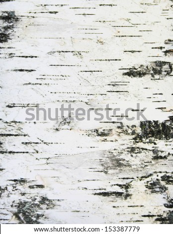 Birch Bark Texture Background Paper