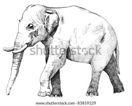 Asian Elephant Drawing