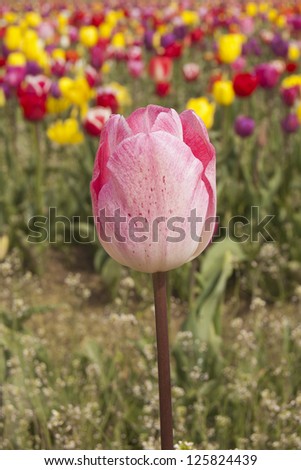 Tulip Flower