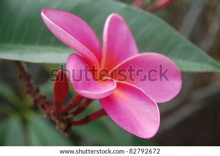 Bright Pink and Orange Tropical Plumeria Flower Hawaii