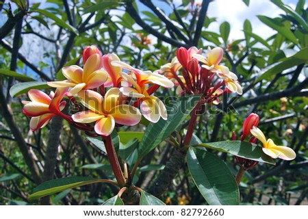 Yellow, Pink and White Tropical Plumeria Flower Bunch Hawaii