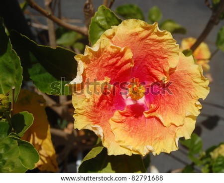 Bright Orange, Pink and Red Tropical Hibiscus Flower Hawaii